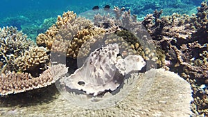 Coral, underwater and plants in nature, ocean and wildlife or habitat, aquatic and tropical or real. Seabed, reef and