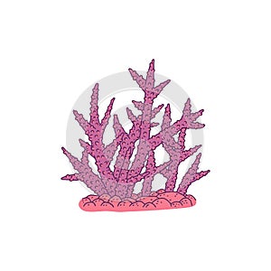 Coral. Vector coralline reef ocean animal underwater life doodle line isolated illustration.