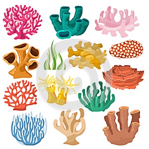 Coral vector sea coralline or exotic cooralreef undersea illustration coralloidal set of natural marine fauna in ocean