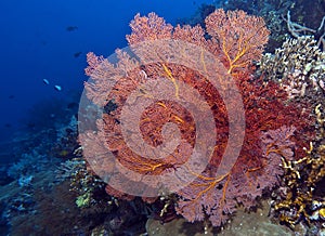 Coral wall off Bunaken island
