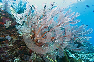 Coral wall off Bunaken island