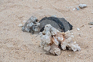 Coral washed up on the deserted Riambel Beach. Riambel on the south coast near Surinam, Mauritius