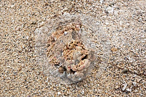 Coral washed up on the deserted Riambel Beach. Riambel on the south coast near Surinam, Mauritius