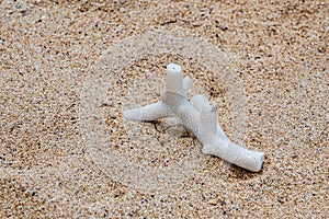 Coral washed up on the deserted Riambel Beach. Riambel on the south coast near Surinam, Mauritius