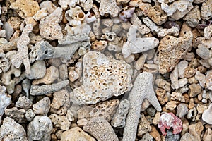 Coral washed up on the deserted Riambel Beach. Riambel on the south coast near Surinam, Mauritius