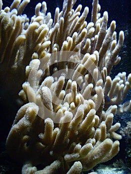 Coral in water