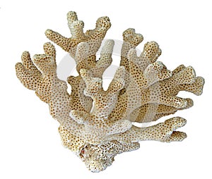 Coral on white background