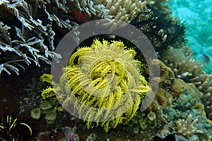 Coral wildlife sealife underwater yellow