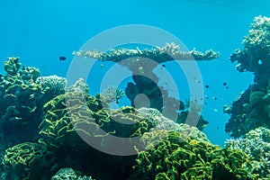 Coral world, Underwater Observatory in Eilat