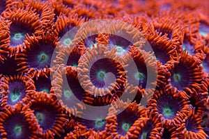 Coral - Zoanthus