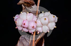 Coralberry, Symphoricarpos orbiculatus, berries with seeds on the branches of a plant in the garden in winter, Ukraine photo