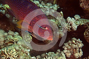 Coralgrouper and cleaner wrasse in de Red Sea.