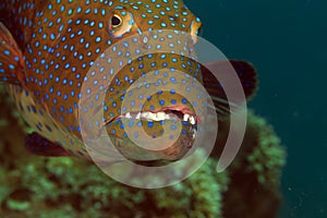 Coralgrouper close-up in the Red Sea.