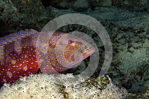 Coralgrouper (plectropomus pessuliferus)