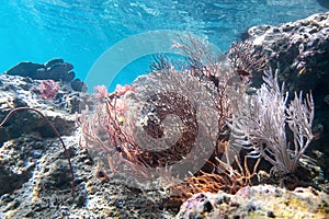 Coraline algae and corel in the cockburn Island, Myanmar
