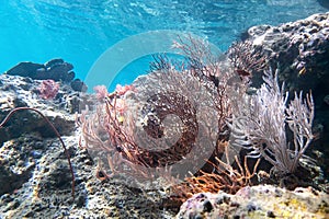 Coraline algae and corel in the cockburn Island, Myanmar photo