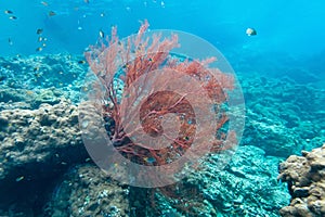 Coraline algae and corel in the cockburn Island, Myanmar photo