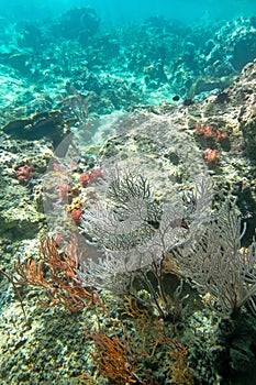 Coraline algae and corel in the cockburn Island, Myanmar photo