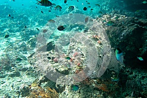 Coraline algae and corel in the cockburn Island, Myanmar