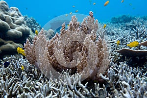 Coraline algae and corel in the cockburn Island, Myanmar photo