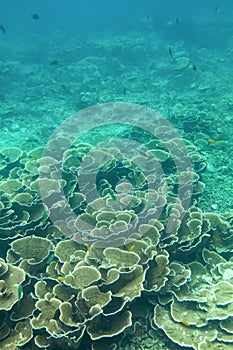 Coraline algae and corel in the cockburn Island, Myanmar