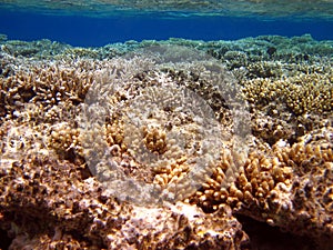 Corall reef