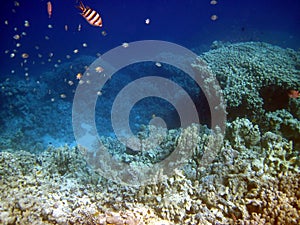 Corall reef and fish