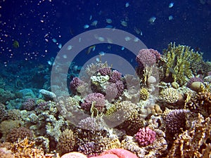 Corall reef and fish
