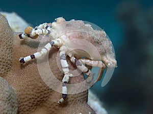 Corallimorph decorator crab