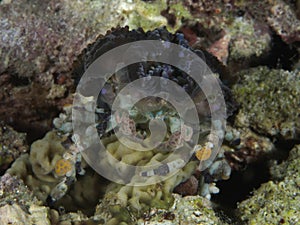 Corallimorph decorator crab