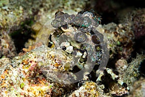 corallimorph decorator crab