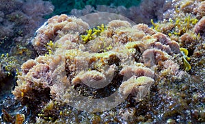 (Corallina elongata), red calcareous algae on rocks in the splash zone on the island of Gozo, Malta
