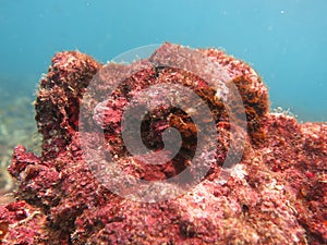 The coralline algae attached on rock at sea bottom