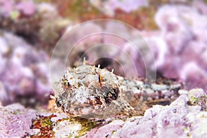 Coralline sculpin in Channel Islands Park