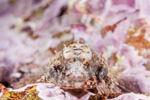 Coralline sculpin in Channel Islands Park