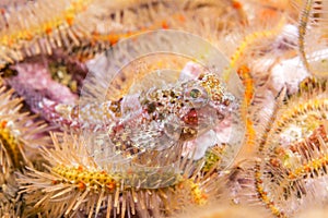 Coralline sculpin in Channel Islands Park