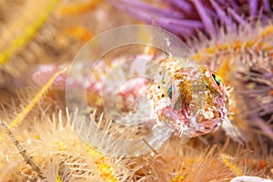 Coralline sculpin in Channel Islands Park