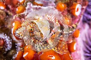 Coralline sculpin in Channel Islands Park