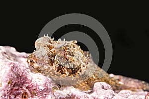 Coralline sculpin in Channel Islands Park