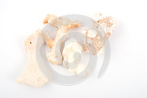 Corallite isolated on white bg