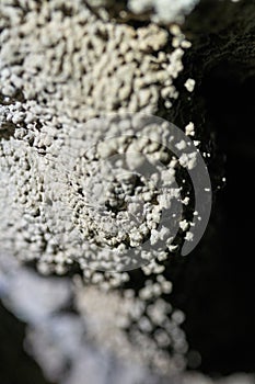 Coralloid formations cave popcorn