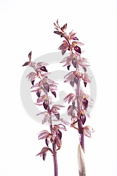 Corallorhiza striata - Coral-Root Orchid