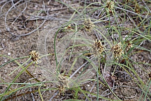 Corallorhiza trifida - Wild plant shot in the spring