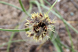 Corallorhiza trifida - Wild plant shot in the spring