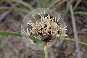 Corallorhiza trifida - Wild plant shot in the spring