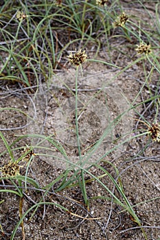 Corallorhiza trifida - Wild plant shot in the spring