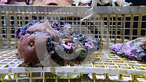 Some coralls developped