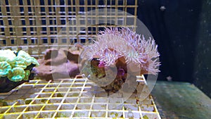 Some coralls developped