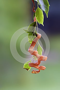 Corallus hortulana or Corallus enydris, a young snake on a tree with a green background. Young boa snake on a branch.Tree boa on a