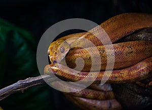 Corallus hortulonus snake is his habitat